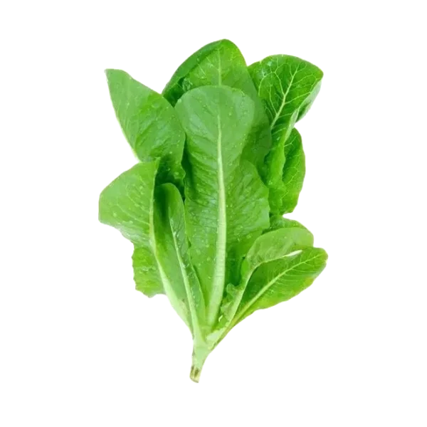 Green Lettuce